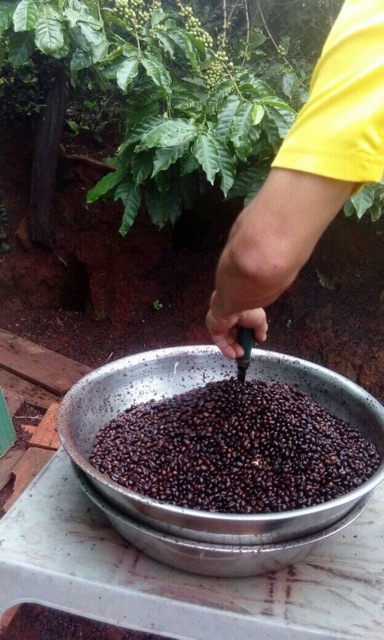 CAFE MIKA HẠT RANG MỘC ROBUSTA CHỈ CÓ 1 MÌNH CAFE rẻ nhất Đak Lak