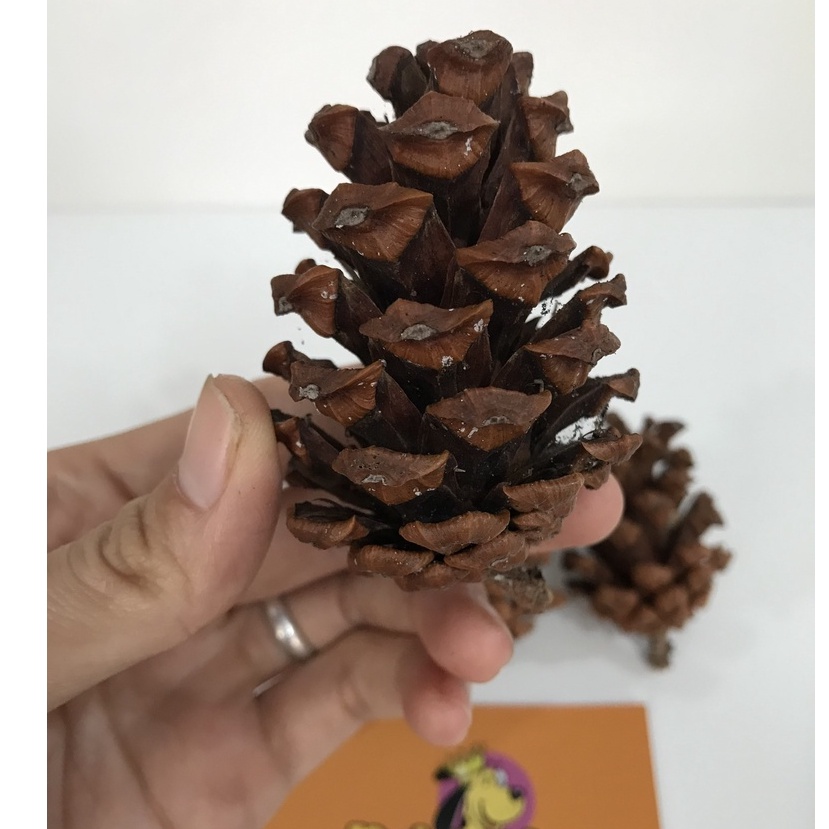 Set 3 Quả thông trang trí, vật dụng mài răng cho hamster, nhím kiểng, sóc cảnh Nobipet