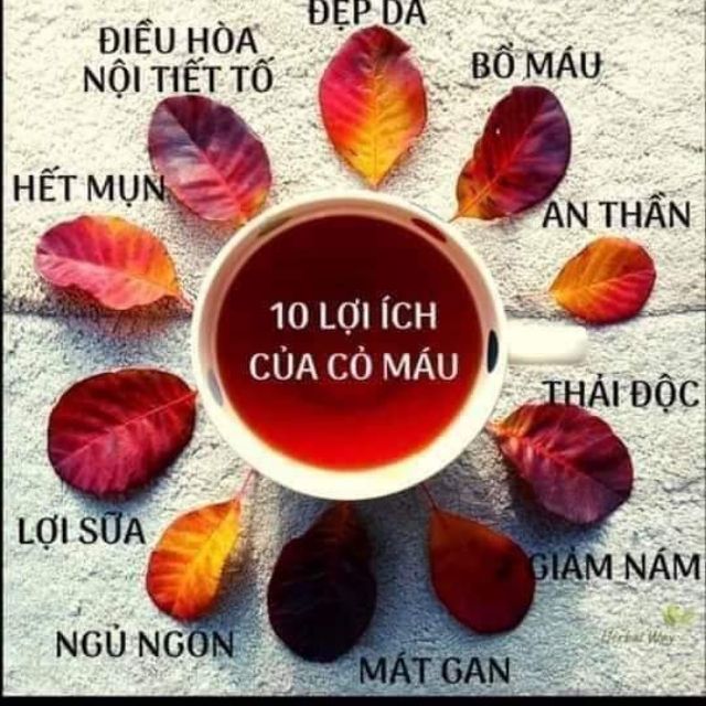 Cỏ máu tâm an quảng bình