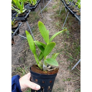 Lan denro Chớp 10% ( cây cao 15cm)