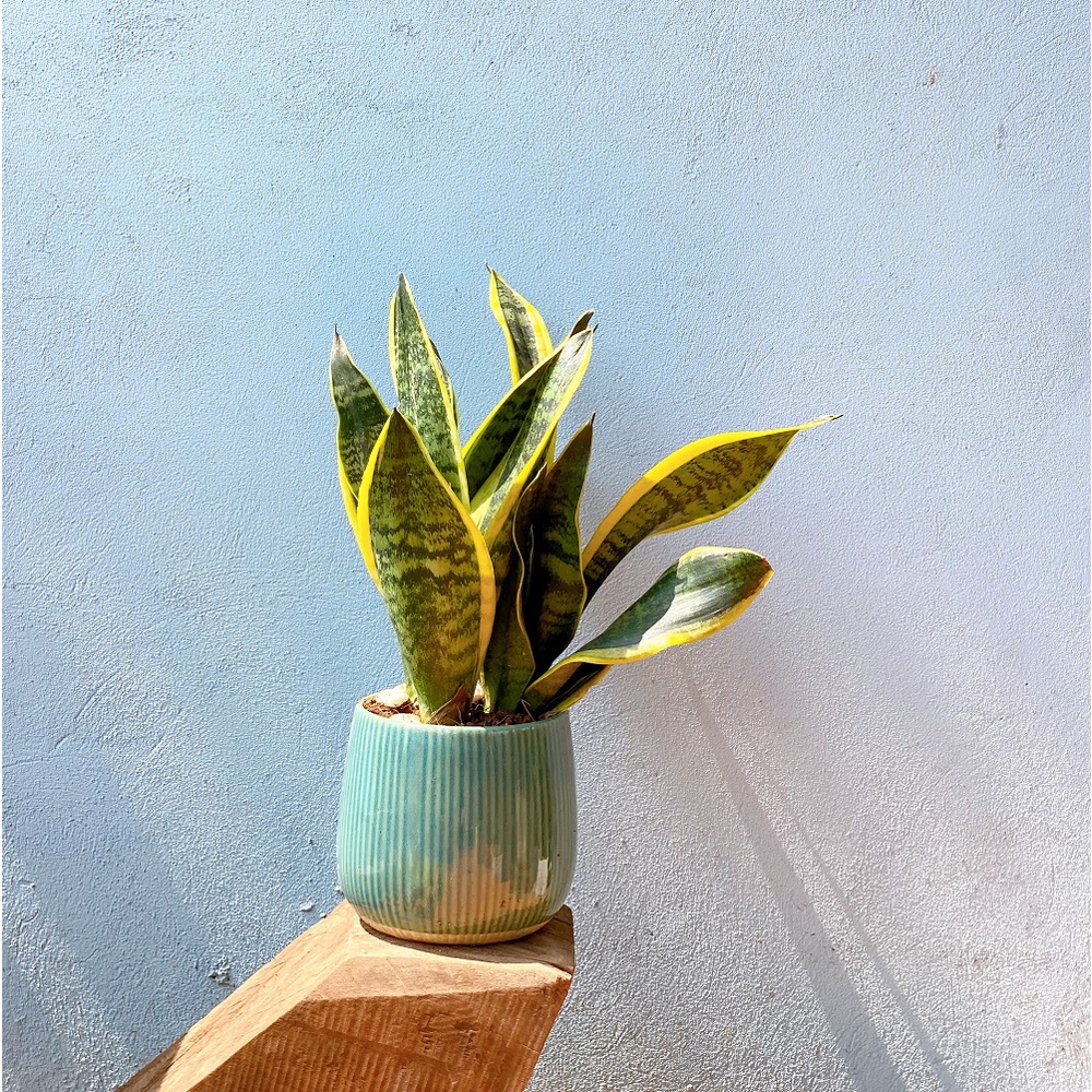 Cây lưỡi hổ lùn viền vàng cao 25 - 40cm