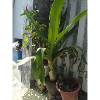 Cây Văn thù Lan- Náng hoa trắng (free ship)