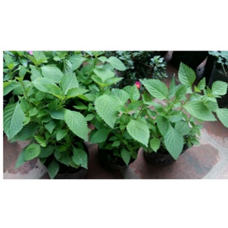 Hạt giống - Cây giống rau Kinh giới