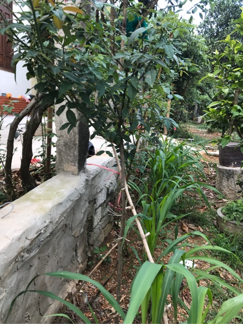 Cây Hồng cổ quế cánh kép cao 50cm màu điều