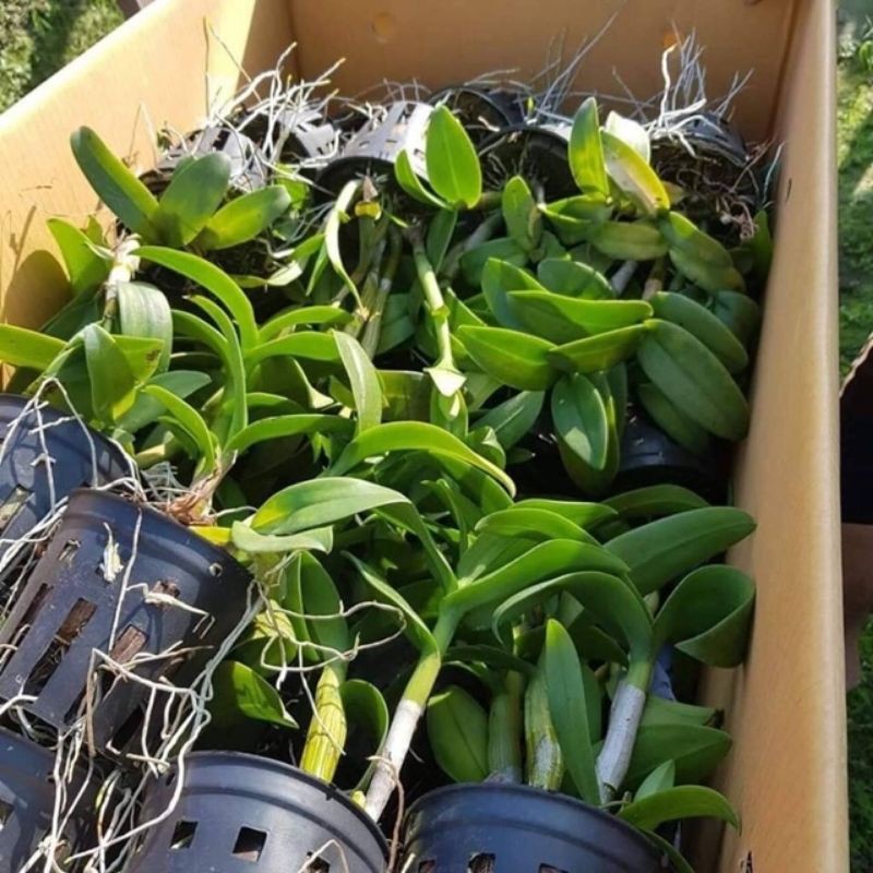 Cây  hoa Lan Dendro màu ngẫu nhiên