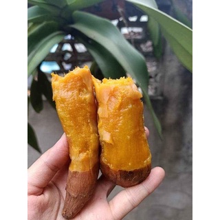 Khoai lang mật