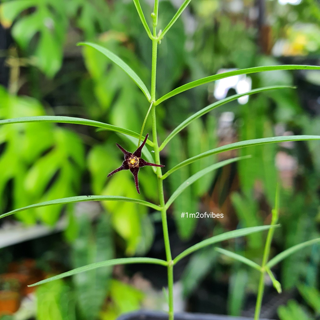 Củ sao biển Brachystelma sp. thailand