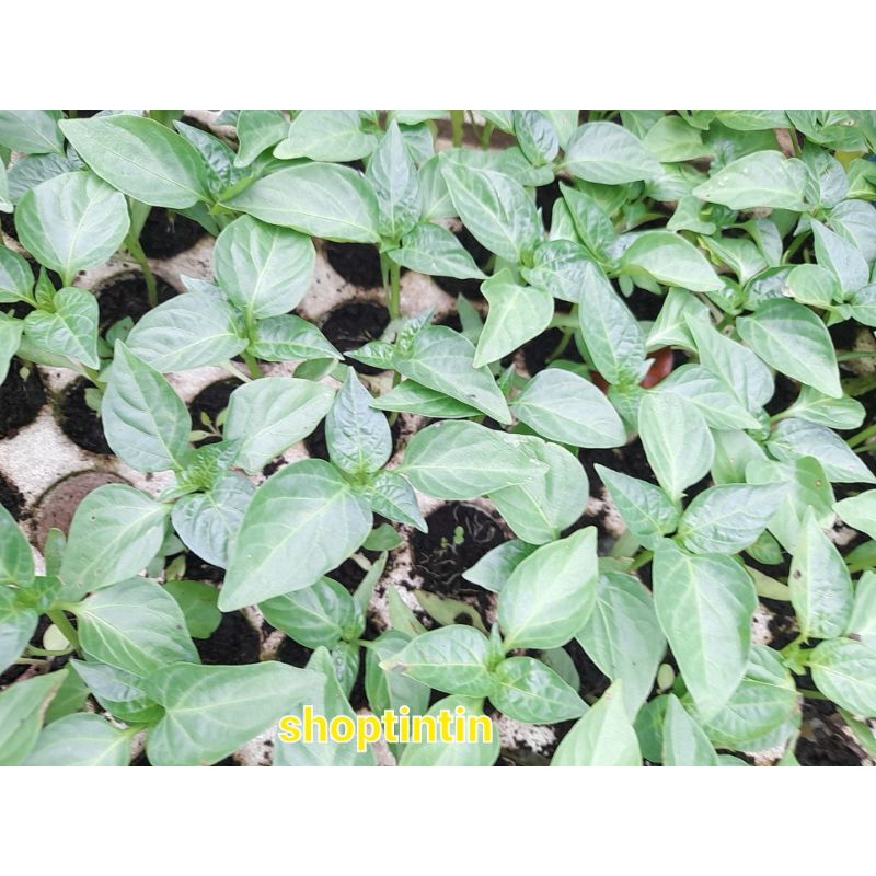 Cây giống ớt chuông vàng và đỏ ươm vỉ, hình thật shop chụp tại vườn.