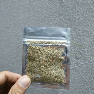 Hạt mầm thủy sinh[Rẻ Vô Địch]