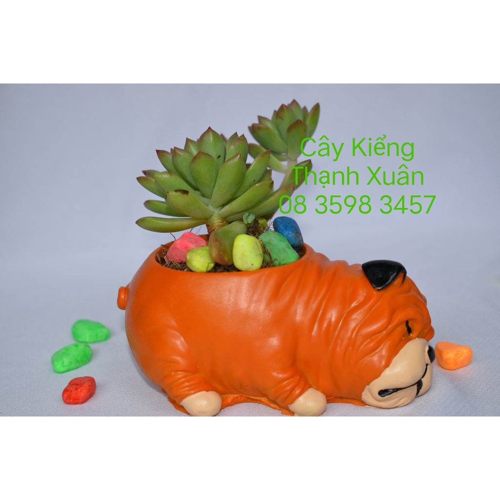 Chậu trồng cây sen đá xương rồng mini hình chú chó nằm ngủ màu cam, chậu nhựa composite  dễ thương nhiều mẫu.