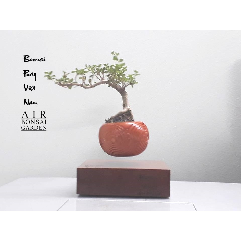 Bonsai bay - air bonsai  Việt Nam thư pháp