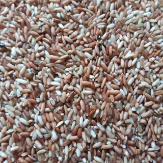Gạo lứt dẻo Điện Biên