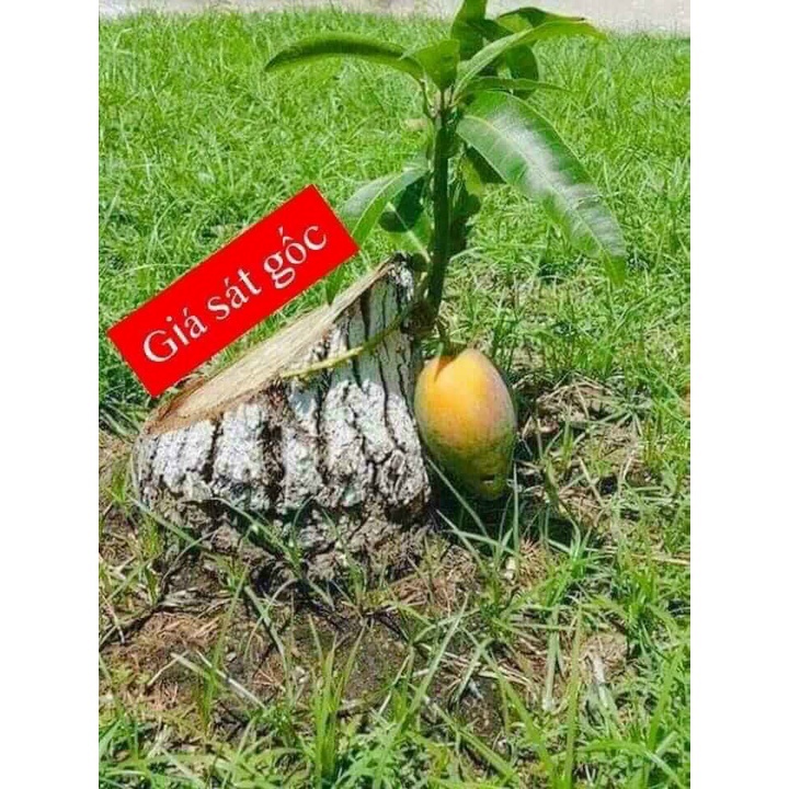 🔥 XẢ HÀNG TRẢ KHO🔥 Đui đèn E27, có công tắc