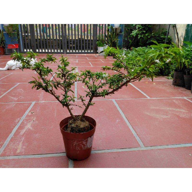 Cây Mai Chiếu Thủy Bonsai mini