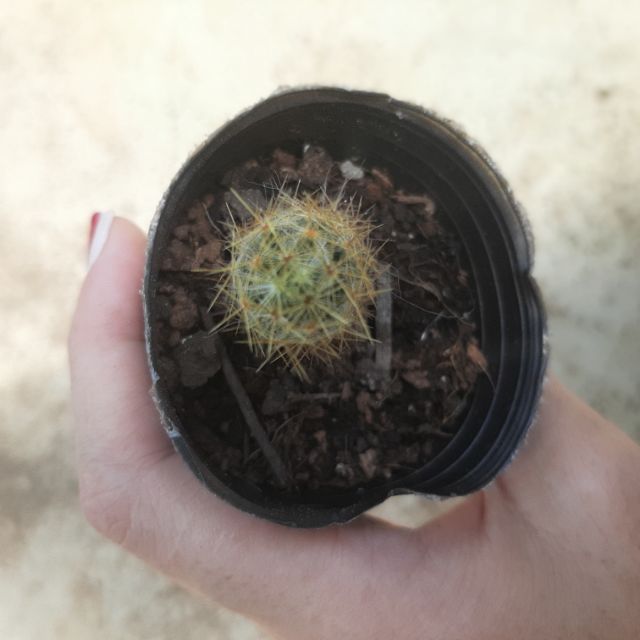 Xương Rồng 4-6cm siêu đẹp - 1 đổi 1.