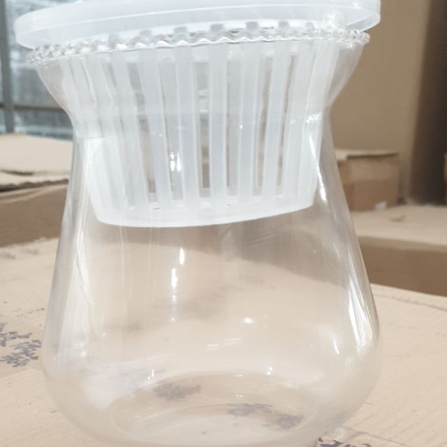 Chậu thủy sinh thủy tinh mỏng