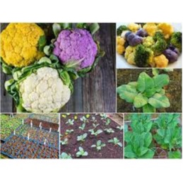 Gói đóng hạt giống súp lơ mix