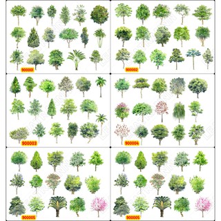 Sticker Washi A4 [ CÂY XANH] Dạng Lì Trang Trí Bullet Journal Siêu Đẹp (900)
