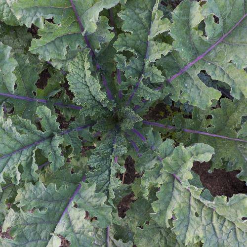 50H - Hạt giống Kale Winter Rainbow F1 (kale cầu vồng) Nk Mỹ nảy mầm 100%