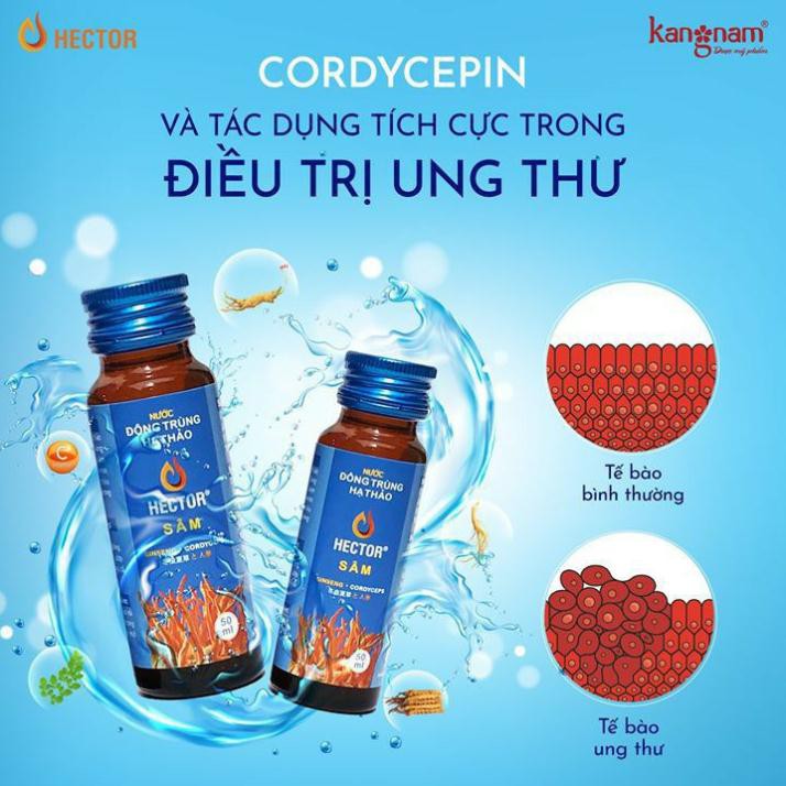 Nước Đông Trùng Hạ Thảo Hector Sâm Hộp 10 Chai Hector Cordyceps Ginseng