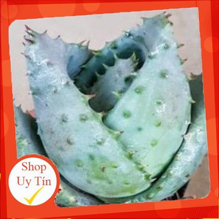Xương rồng Bé mập🍏 |FREESHIP| 🔥 XỨ NÓNG, ĐÃ THUẦN KHÍ HẬU, KHOẺ ĐẸP 🍏 LỖI 1 ĐỔI 1
