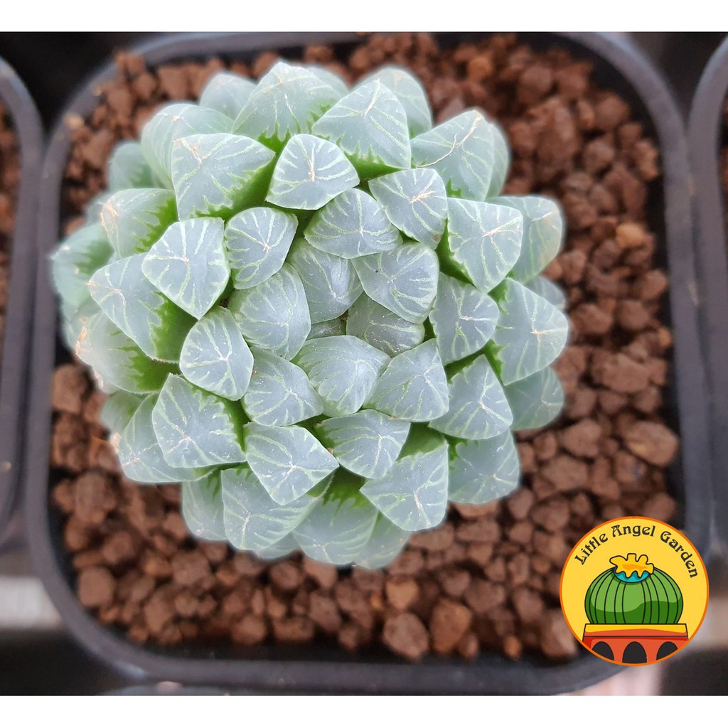 Sen Đá Kim Cương Cooperi | Sen đã thuần | Haworthia dễ chăm