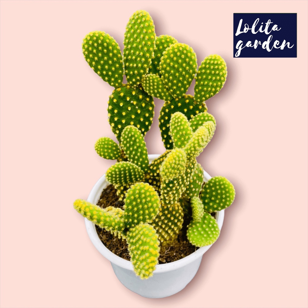 Xương rồng tai thỏ Đà Lạt size trung bình cây cảnh trang trí nhà cửa Lolita garden