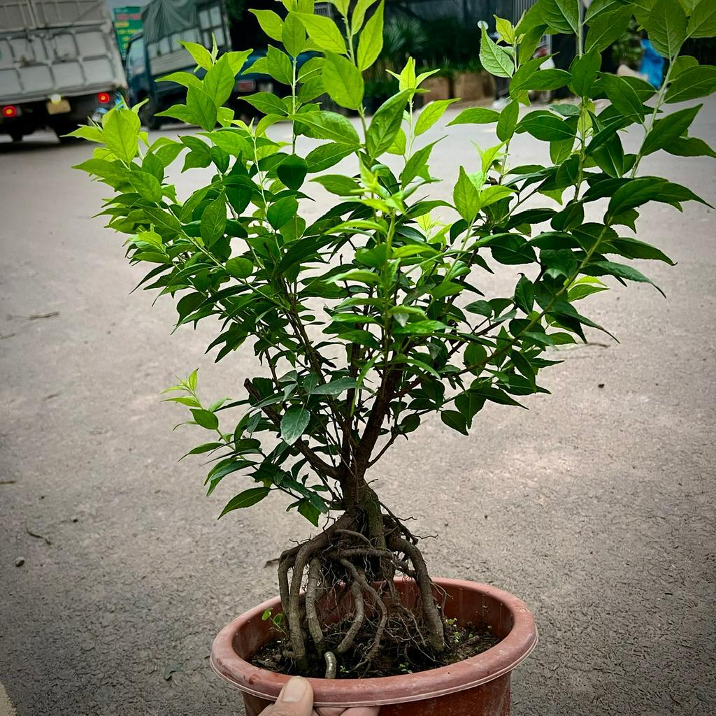 Cây Nhất Chi Mai bonsai