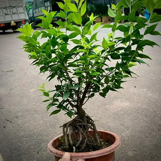 Cây Nhất Chi Mai bonsai (ảnh thật số 2)