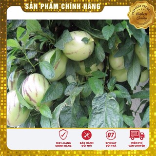 Hạt Giống Dưa PEPINO Mỹ(4 hạt)