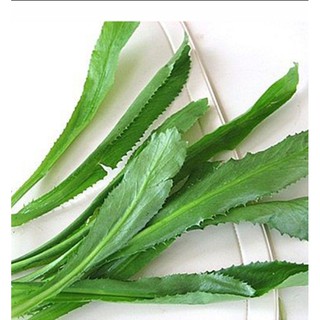 Hạt giống rau thơm mùi tàu răng cưa