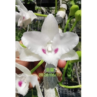 hoa lan giống trầm đột biến SIÊU TO DL989