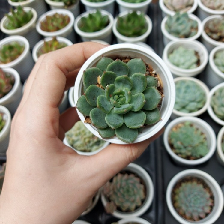 Sen đá thược dược xanh
