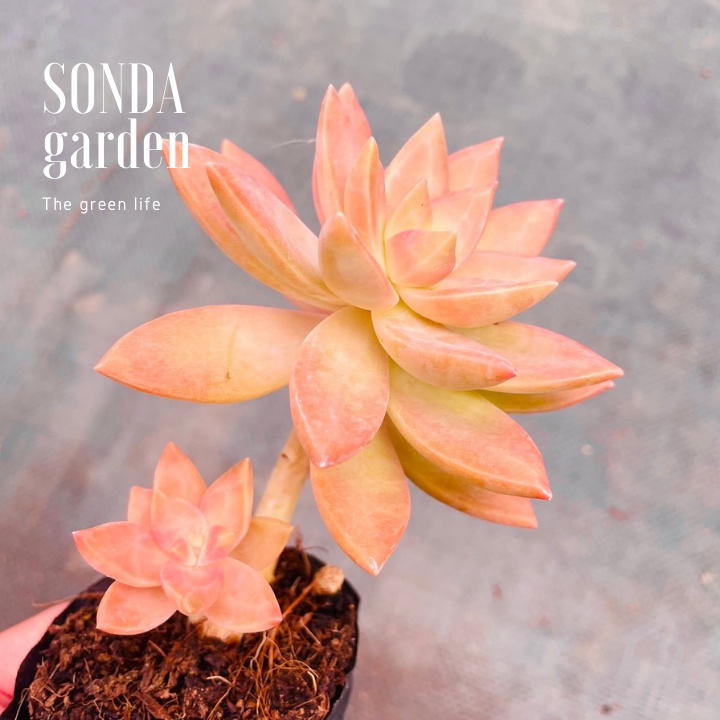 Sen đá đá đỏ cổ thụ SONDA GARDEN size bé 5-8cm, xuất xứ Đà Lạt, khoẻ đẹp, lỗi 1 đổi 1