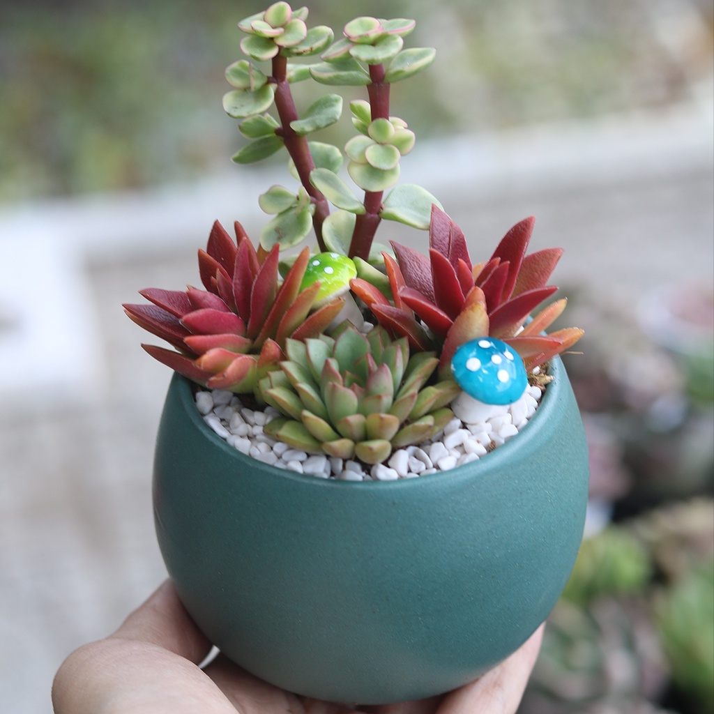 Chậu mini dáng tròn gốm tráng men trồng sen đá, xương rồng