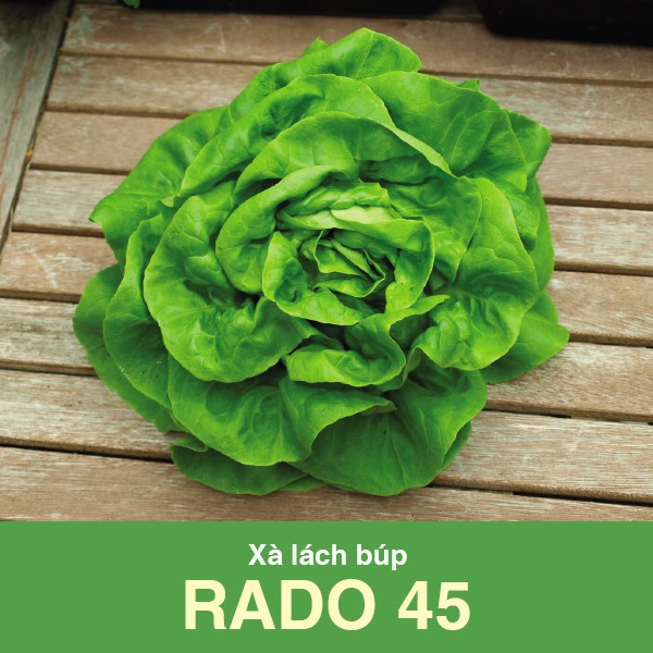 Hạt giống Xà lách búp Rado 45 (5gr)
