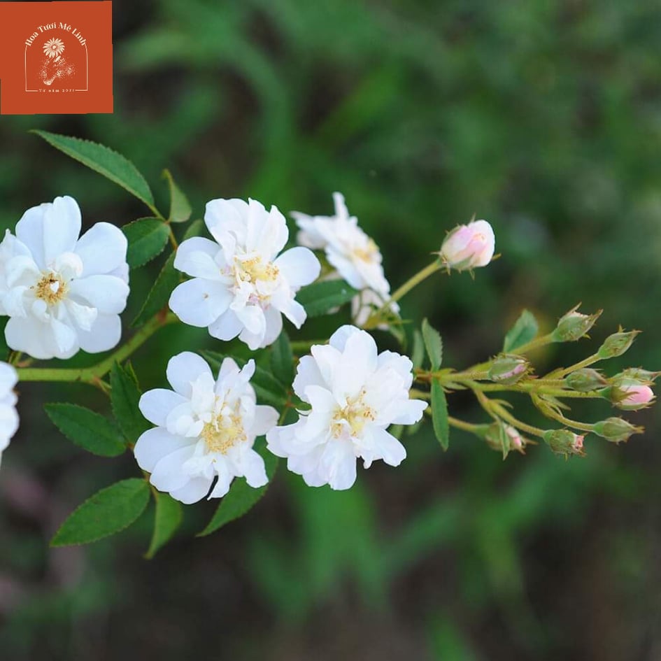 hoa hồng leo Ngỗng Tuyết Snow Goose Rose -HoaTuoiMeLinh