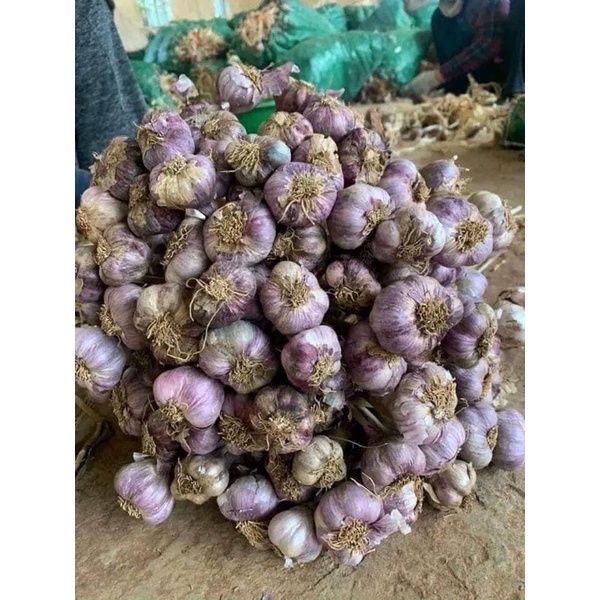 Tỏi sơn la đẹp, thơm, mẩy mê ly 1kg