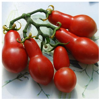 Hạt giống Cà chua lê đỏ - Gói 30 hạt
