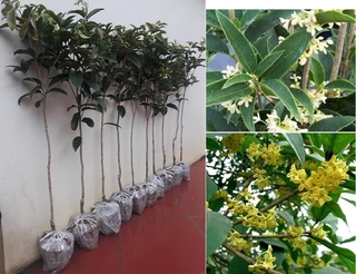 Cây mộc hương, cây mộc hương ta đã ra rất nhiều hoa, hoa thơm cam kết chất lượng