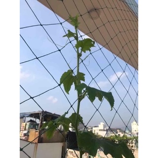 1m vuông Lưới giàn leo - Lưới giăng dàn cho cây leo ( bầu bí mướp v.v )