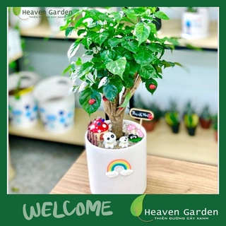 Cây Hạnh Phúc (chậu để bàn)