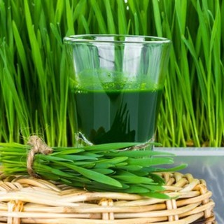 HẠT GIỐNG CỎ LÚA MÌ (MẦM LÚA MẠCH)