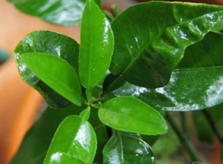 10 lá bưởi tươi