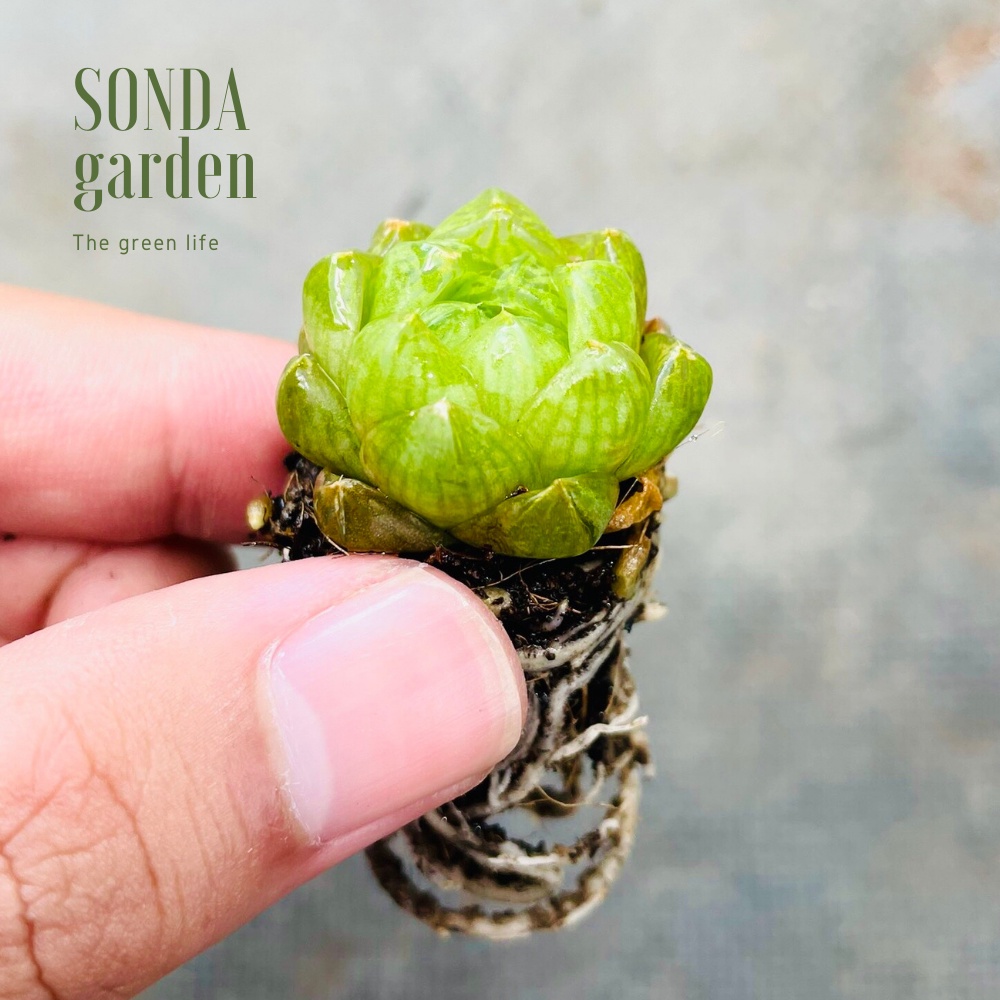 Sen đá ngọc lá bé SONDA GARDEN size mini 2.5-4cm, xuất xứ Đà Lạt, khoẻ đẹp, lỗi 1 đổi 1