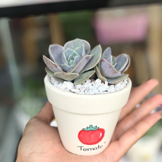 Chậu nung trắng vẽ size 7cm