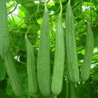 10h HẠT GIỐNG MƯỚP KHÍA SAI TRÁI