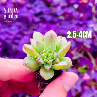 Sen đá mặt trời SONDA GARDEN size mini 2.5-4cm, xuất xứ Đà Lạt, khoẻ đẹp, lỗi 1 đổi 1