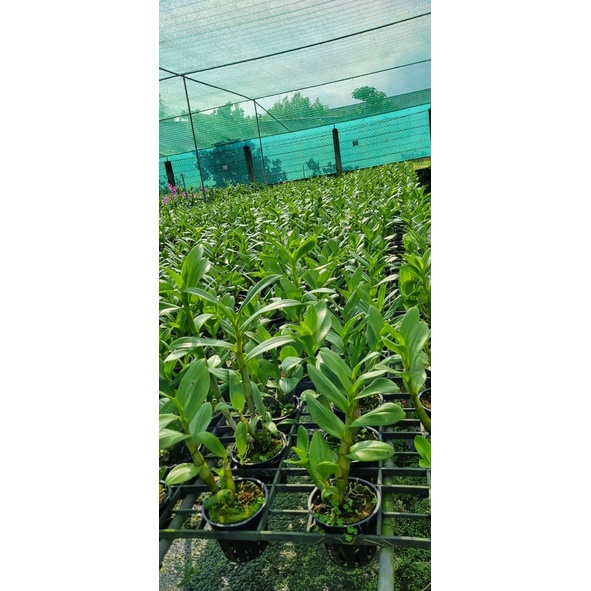 HOA LAN DEN LAI CAT ĐẠI MỸ NHÂN
