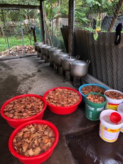 Cao hà thủ ô đỏ nhà làm